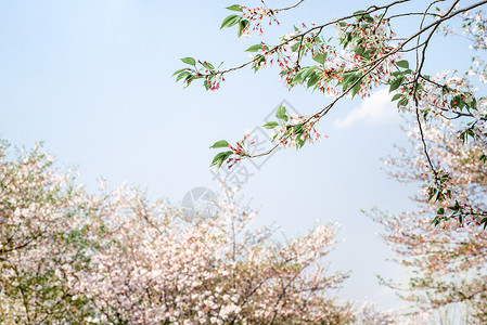 蓝天下春天的樱花图片