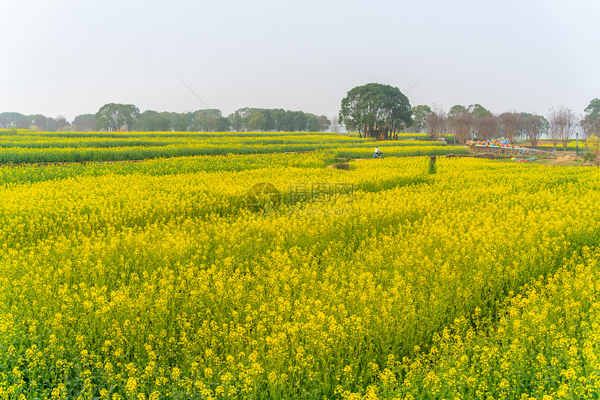 武汉东湖马鞍山森林公园油菜花花海图片