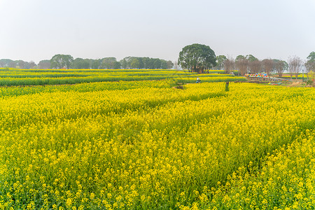 武汉森林公园武汉东湖马鞍山森林公园油菜花花海背景