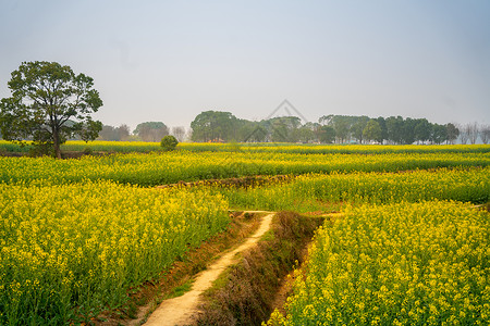 武汉森林公园武汉东湖马鞍山森林公园油菜花花海背景