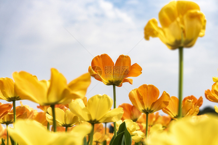 盛开的郁金香花丛图片