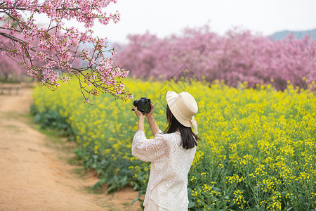 油菜花拍照春天樱花树下拍照的女生背影背景