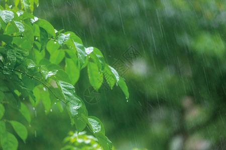 春天雨水背景图片