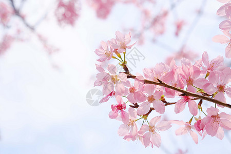 春天浪漫唯美的粉色樱花高清图片