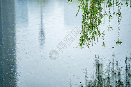 春天雨水中的柳条柳树背景图片
