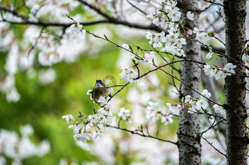 春天樱花树上的小鸟图片