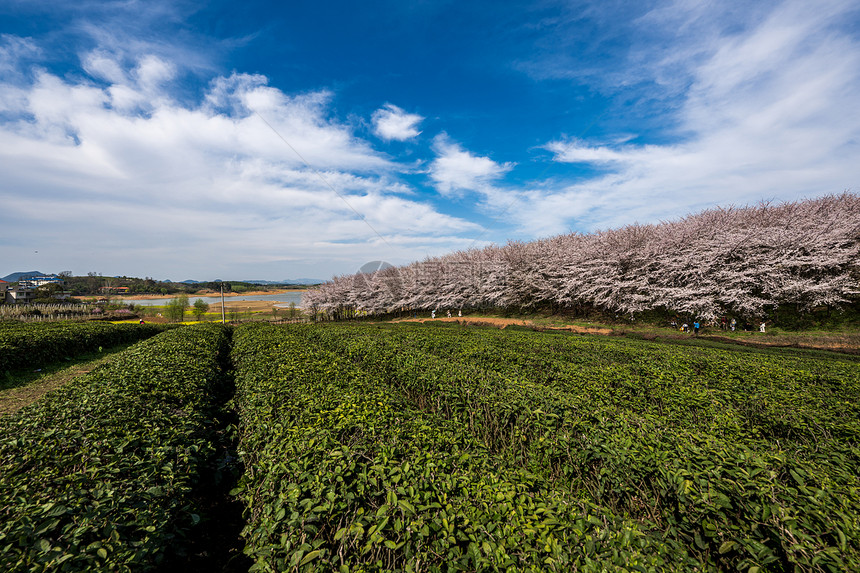 贵州平坝樱花茶园风光图片