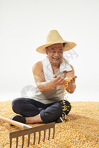 农民丰收玉米图片