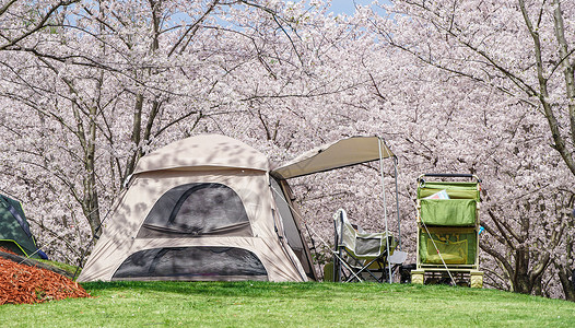 春天盛开的樱花树林露营图片