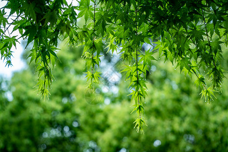 春天雨水的绿叶背景图片