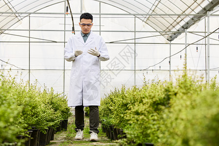 种植区科研人员检查植物生长状态背景