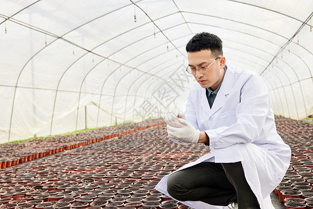 观察植物幼苗的科研人员高清图片