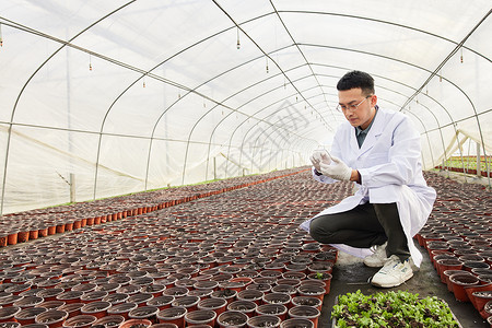 科研人员种植幼苗高清图片