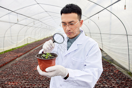科研人员放大镜观察植物幼苗高清图片
