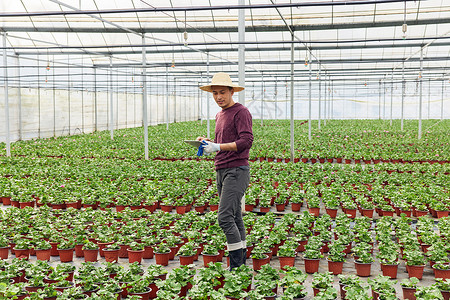 植物养殖基地查看幼苗的花农背景