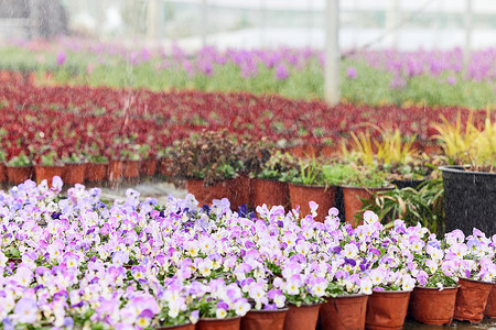 温室鲜花植物大棚里自动浇灌的鲜花盆栽背景