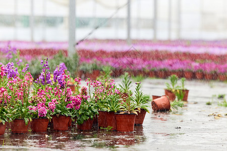 鲜花浇水壶植物大棚里自动浇灌的鲜花背景