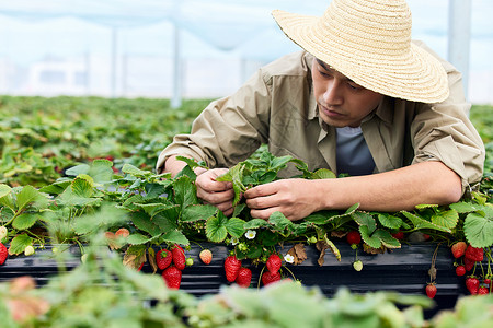 熟透温室水果果农给草莓清除枯叶杂物背景