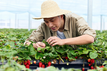 果农给草莓清除枯叶杂物有机高清图片素材