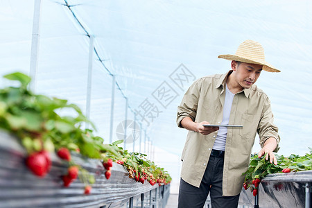 手持平板电脑的果农照看草莓农产品高清图片素材