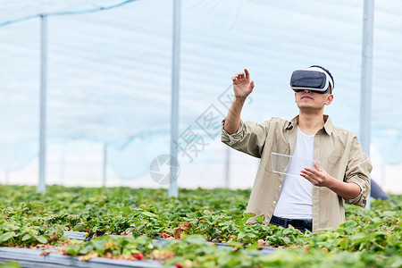 草莓大棚里戴vr眼镜的果农结果高清图片素材