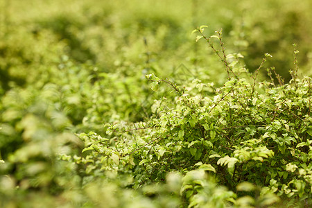 温室大棚植物特写图片