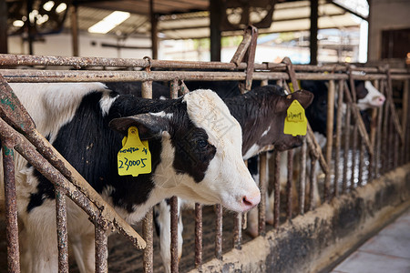 奶牛棚养殖场养殖业高清图片素材