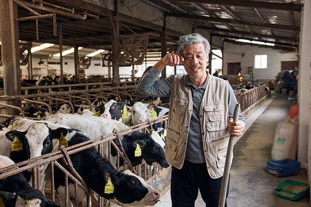 奶牛棚里辛苦工作的养殖户形象图片