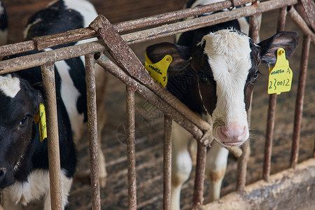 养殖场内的奶牛生态高清图片素材