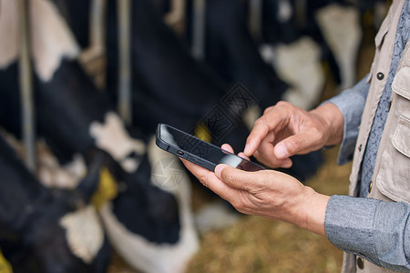 手机中的奶牛在奶牛棚使用手机特写背景