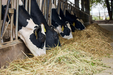 奶牛棚里饲养的奶牛奶牛场高清图片素材