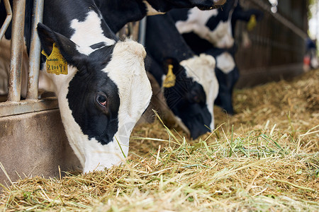 养殖场奶牛吃牧草特写生产高清图片素材