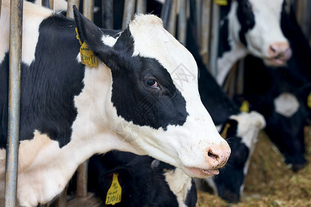 奶牛棚里饲养的奶牛养殖业高清图片素材