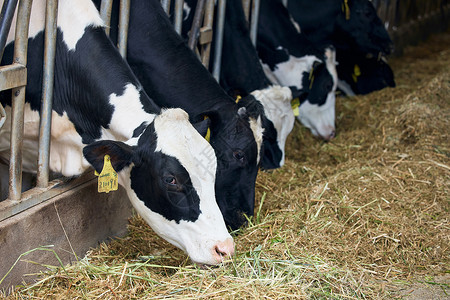 奶牛棚里饲养的奶牛动物日高清图片素材