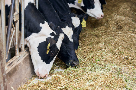 养殖场奶牛吃牧草动物高清图片素材