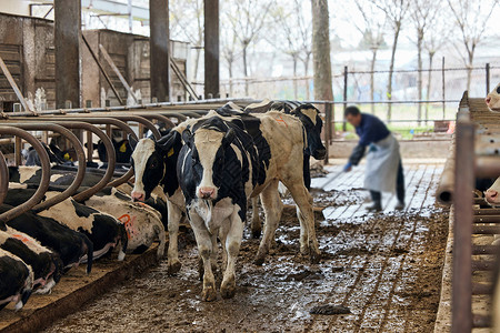 奶牛棚养殖场内部动物日高清图片素材