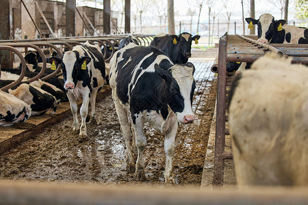 养殖场行走的奶牛生产高清图片素材