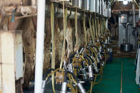 工厂自动挤奶设备牧场高清图片素材