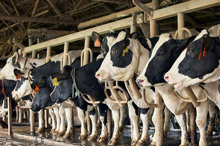 奶牛棚里饲养的奶牛奶牛场高清图片素材
