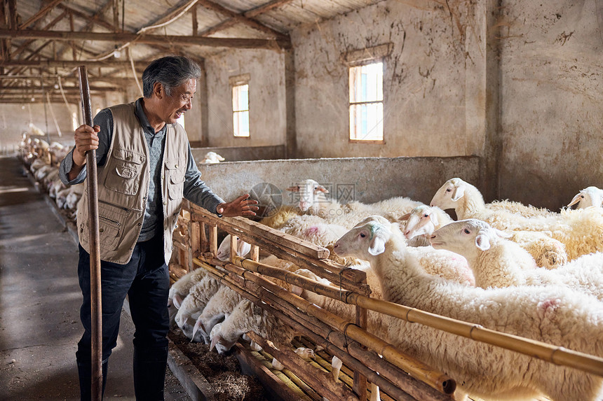 养殖户在羊舍查看羊群图片
