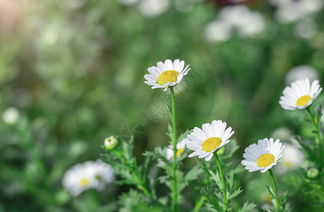 春季阳光下的小白菊图片素材