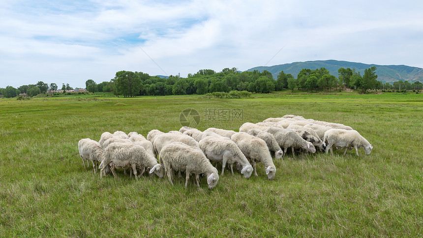 内蒙古草原牧场上的羊群图片