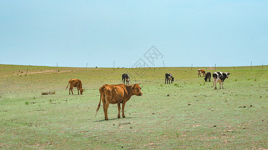 内蒙古草原牧场上的牛图片