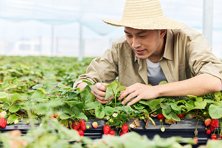 大棚里果农照料草莓诱人高清图片素材