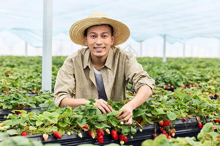 草莓男孩红色草莓大棚里的果农形象背景