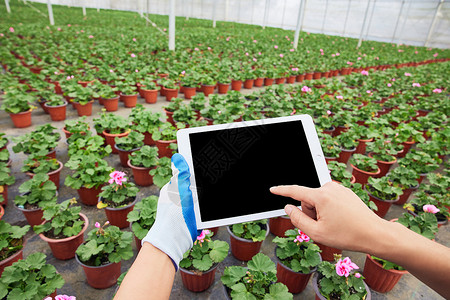 科技是第一生产力植物盆栽背景手拿平板电脑特写背景