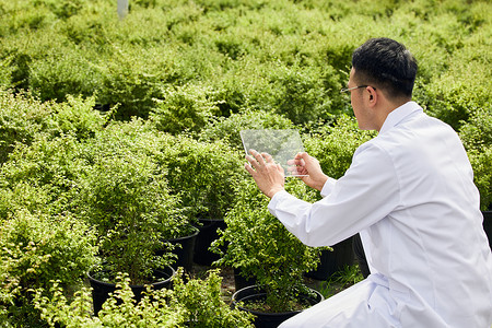 对比科技研究员对比植物生长情况背景