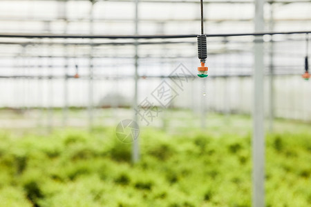 植物大棚里的浇灌泵头高清图片