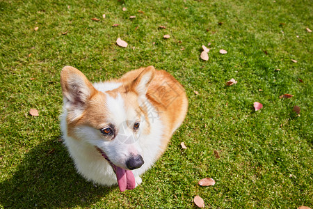 草地上的柯基狗狗宠物高清图片素材