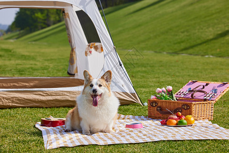 草地玩耍野餐垫上的可爱柯基背景